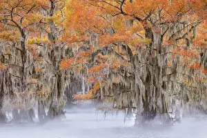 Idyllic: Morning mist on southern swamp, Caddo Lake, Texas