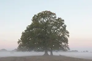 Floodplain: Morning at river Elbe at Lower Saxonian Elbe Valley
