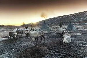 Tent: Morning in Tsaatan (reindeer herders) area. Ulaan