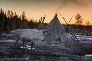 Tent: Morning in Tsaatan (reindeer herders) area. Ulaan