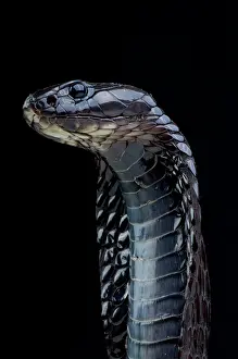 Moroccan: Moroccan cobra (Naja legionis), Morocco