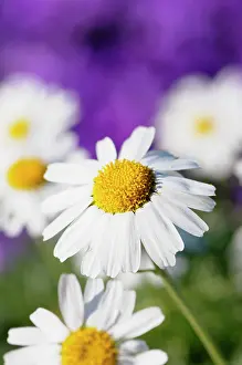 Chrysanthemum: Moroccan daisy, Rhodanthemum hosmariense, Close up of White