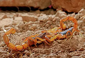 Moroccan: Moroccan scorpion (Buthus mardochei), pair at mating