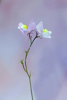 Linaria: Moroccan toadflax, Linaria maroccanan, Side view