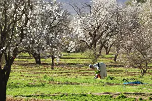 Fertile: Morocco - The almond blossom in the fertile Dades