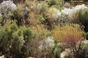 Almonds: Morocco - Almond trees in blossom among other lush