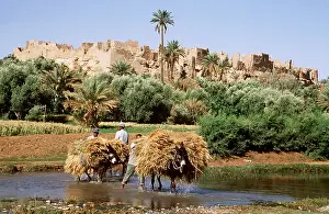 Villages: MOROCCO - Berber with donkey carrying harvested