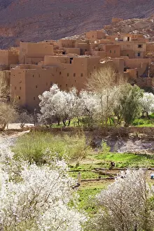 Berbers: Morocco - Blooming almond trees and ksar (= fortified