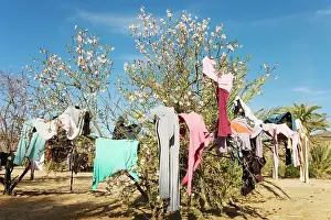 Almonds: Morocco - The branches of an almond tree (Prunus