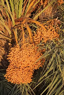 Phoenix: Morocco - Bunches of ripe dates at a date palm