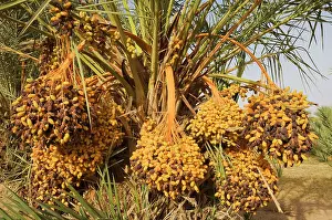 Phoenix: Morocco - Bunches of ripe dates at a date palm