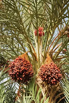 Phoenix: Morocco - Bunches of ripe dates at a date palm