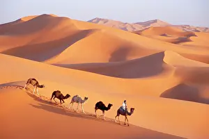 Arty: Morocco - Camel train, Berber with Dromedary Camels
