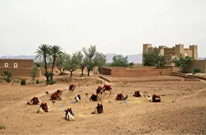 Camels: MOROCCO - Camels wait for tourists