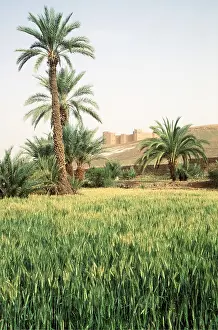 Palms: MOROCCO - Cornfield & Date Palmery
