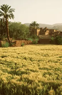 Villages: Morocco - cornfields and Tamnougalt village in May