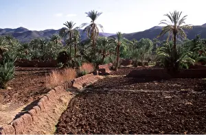 Palms: MOROCCO - CULTIVATED LAND