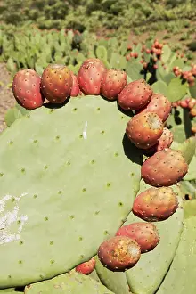 Pears: Morocco - Cultivated prickly pear with fruits near