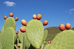 Pears: Morocco - Cultivated prickly pear with fruits near