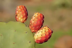 Pears: Morocco - Cultivated prickly pear with fruits near