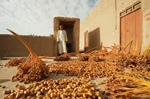 Rissani: Morocco - During the date harvest in October the
