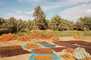 Quality: Morocco - During the date harvest in October the