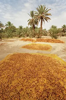 Quality: Morocco - During the date harvest in October the