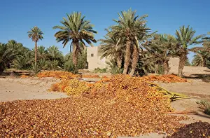 Quality: Morocco - During the date harvest in October the