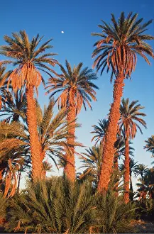 Palms: Morocco - Date Palms