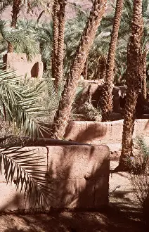 Palms: MOROCCO - Date palms (Phoenix dagtilifera)