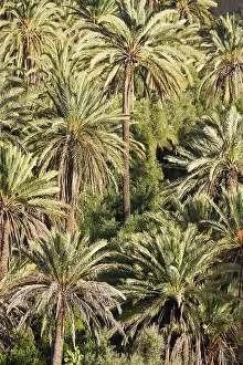 Phoenix: Morocco - Date palms in the so-called Paradise