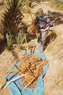 Rissani: Morocco - The dates in the palmeries of Rissani