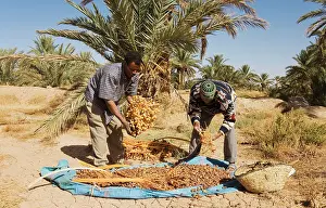 Rissani: Morocco - The dates in the palmeries of Rissani