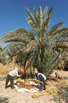 Rissani: Morocco - The dates in the palmeries of Rissani