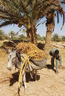 Rissani: Morocco - The dates in the palmeries of Rissani