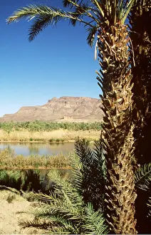 Palms: MOROCCO - Draa River