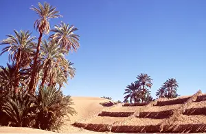 Palms: MOROCCO - Dried stalks being used to slow advancing
