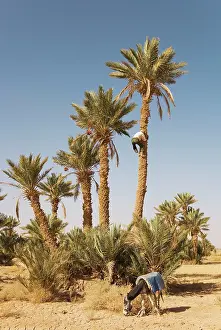 Amount: Morocco - Gathering the ripe dates from high date