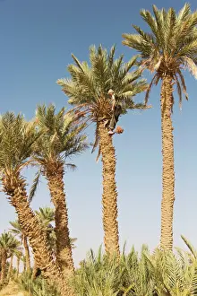 Amount: Morocco - Gathering the ripe dates from high date
