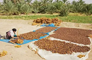 Quality: Morocco - Harvested dates are graded according