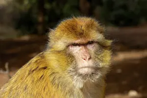 Moroccan: Morocco, Ifrane National Parc. Barbary macaque