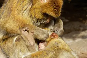 Moroccan: Morocco, Ifrane National Parc. Barbary macaque