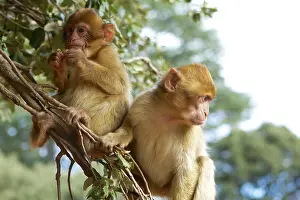 Moroccan: Morocco, Ifrane National Parc. Barbary macaque