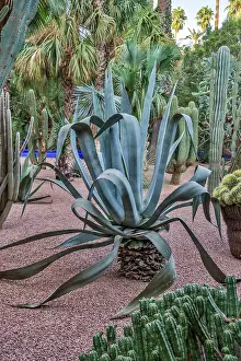 Hollice: Morocco, Marrakech. Majorelle Garden (Jardin Majorelle)