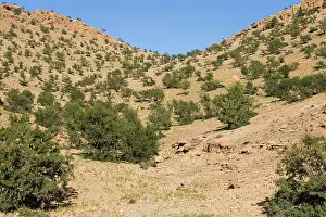 Anti: Morocco - Mountain slope grown with Argan trees