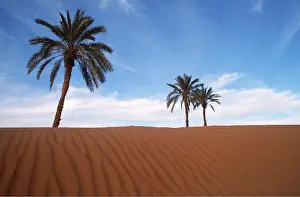 Palms: MOROCCO - Palm trees near Ait Isfoul