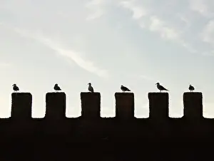 Essaouira: Morocco - seagulls resting on the city wall of Essaouira