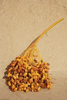Erfoud: Morocco - A stalk with dates during the date harvest