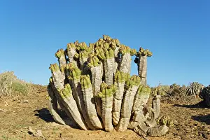 Succulents: Morocco - Succulent plant west of Guelmim