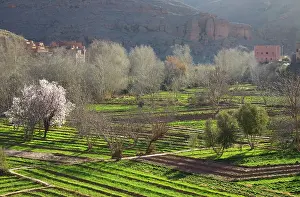 Berbers: Morocco - Villages in the fertile Dades Gorge